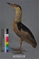 藏品(夜鷺)的圖片